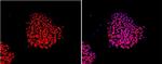 Nanog Antibody in Immunocytochemistry (ICC/IF)