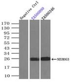 NeuroG3 Antibody in Immunoprecipitation (IP)