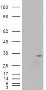 NeuroG3 Antibody in Western Blot (WB)