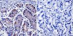 NF1 Antibody in Immunohistochemistry (Paraffin) (IHC (P))