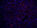 NEFH Antibody in Immunohistochemistry (Frozen) (IHC (F))
