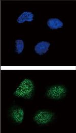 NeuroG3 Antibody in Immunocytochemistry (ICC/IF)