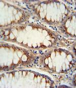 NeuroG3 Antibody in Immunohistochemistry (IHC)