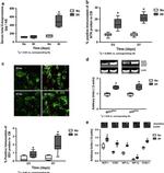 Nitrotyrosine Antibody in Immunohistochemistry (Paraffin) (IHC (P))