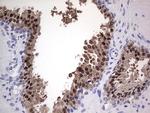 Nkx3.1 Antibody in Immunohistochemistry (Paraffin) (IHC (P))