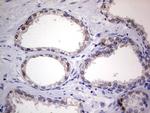 Nkx3.1 Antibody in Immunohistochemistry (Paraffin) (IHC (P))
