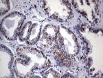 Nkx3.1 Antibody in Immunohistochemistry (Paraffin) (IHC (P))
