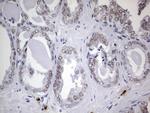 Nkx3.1 Antibody in Immunohistochemistry (Paraffin) (IHC (P))