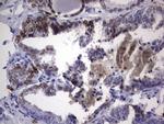 Nkx3.1 Antibody in Immunohistochemistry (Paraffin) (IHC (P))