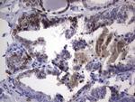 NKX3.1 Antibody in Immunohistochemistry (Paraffin) (IHC (P))
