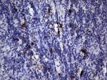 Nkx3.1 Antibody in Immunohistochemistry (Paraffin) (IHC (P))