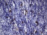 NKX3.1 Antibody in Immunohistochemistry (Paraffin) (IHC (P))