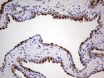 NKX3.1 Antibody in Immunohistochemistry (Paraffin) (IHC (P))
