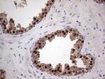Nkx3.1 Antibody in Immunohistochemistry (Paraffin) (IHC (P))