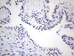 NKX3.1 Antibody in Immunohistochemistry (Paraffin) (IHC (P))