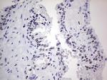 NKX3.1 Antibody in Immunohistochemistry (Paraffin) (IHC (P))