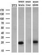 Noggin Antibody in Western Blot (WB)