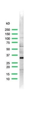 S6 Antibody in Western Blot (WB)