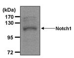 NOTCH1 Monoclonal Antibody (mN1A)