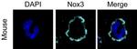 NOX3 Polyclonal Antibody