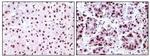 NPM1 Antibody in Immunohistochemistry (Paraffin) (IHC (P))