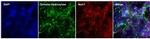 Nurr1 Antibody in Immunocytochemistry (ICC/IF)