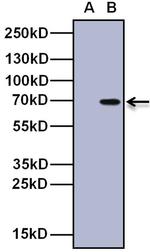 Nurr1 Antibody in Western Blot (WB)