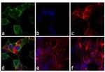 Mouse IgG (H+L) Secondary Antibody in Immunocytochemistry (ICC/IF)