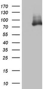 OAS2 Antibody in Western Blot (WB)