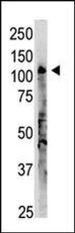 OAS3 Antibody in Western Blot (WB)