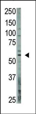CREB3L1 Antibody in Western Blot (WB)