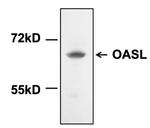 OASL Polyclonal Antibody
