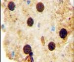 OAZ2 Antibody in Immunohistochemistry (IHC)