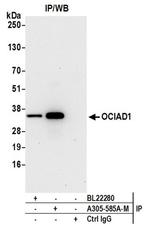 OCIAD1 Polyclonal Antibody