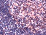 OCT1 (POU2F1) Antibody in Immunohistochemistry (IHC)