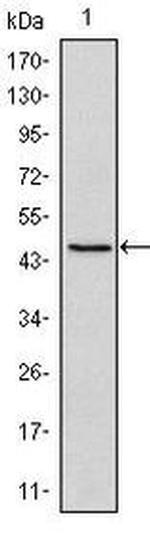 OCT4 Monoclonal Antibody (5F7)