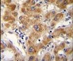 ODF3B Antibody in Immunohistochemistry (IHC)