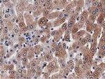 OGFOD1 Antibody in Immunohistochemistry (Paraffin) (IHC (P))