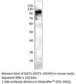 OGT1 Polyclonal Antibody