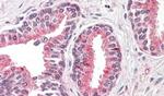 OLFM4 Antibody in Immunohistochemistry (Paraffin) (IHC (P))