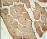 OLFML2A Antibody in Immunohistochemistry (IHC)
