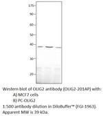 Olig2 Polyclonal Antibody