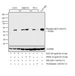 Phospho-AKT1 (Ser473) Antibody