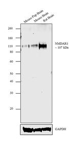 NMDAR1 Monoclonal Antibody (R1JHL)