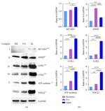 MTCO1 Antibody in Western Blot (WB)