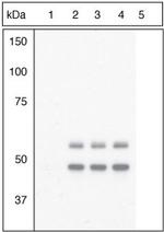 Phospho-GSK3 alpha/beta (Tyr279, Tyr216) Antibody in Western Blot (WB)