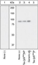 Phospho-Tau (Ser404) Antibody in Western Blot (WB)