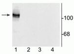 NMDAR1 Polyclonal Antibody