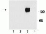 NMDAR1 Polyclonal Antibody