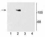 NMDAR1 Polyclonal Antibody